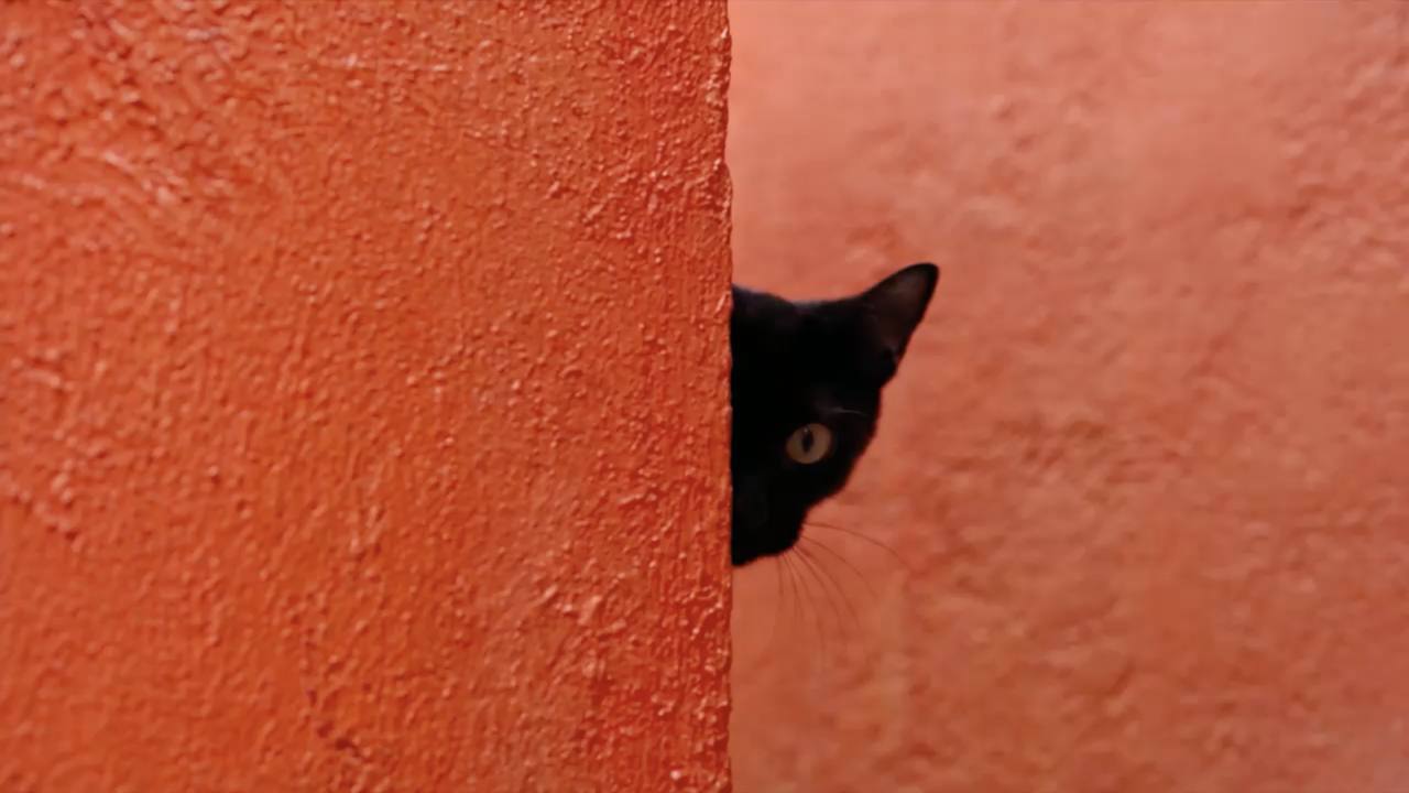 A black cat peers out from behind the edge of a sunlit terracotta wall, one amber eye catching the light.